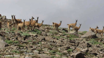 Planificación Estratégica para la Conservación del Guanaco: Un Esfuerzo Colaborativo