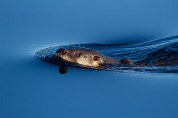 "Lontra Provocax: tras las huellas del gato de río"