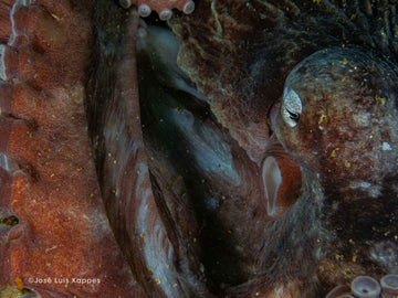 ¡Conoce al Pulpo del Sur, nuestra nueva especie de la Familia Garuga!