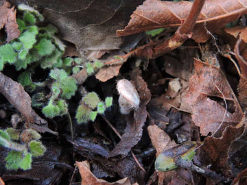 Descubriendo tesoros micológicos: El inesperado hallazgo del hongo Ripartites tricholoma en Chile
