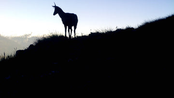 ¡Hoy celebramos el día del Huemul!