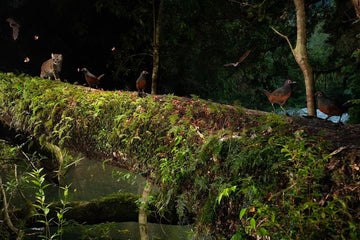 Día Internacional de los Bosques. Los cui-cui: Puentes del bosque
