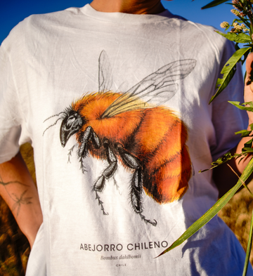 Poleras Adulto