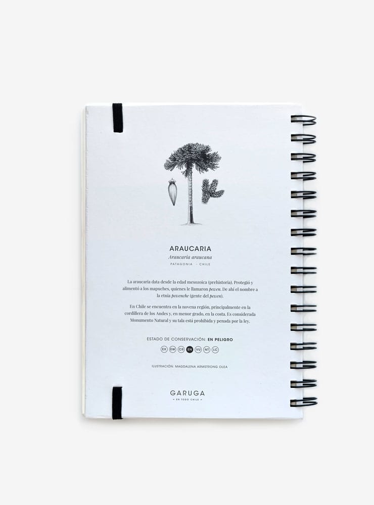 cuaderno diseño araucaria Chile vuelta clases
cuaderno escolar ilustración araucaria fauna Chile
regalo cuaderno araucaria fauna chilena
cuaderno 100 páginas araucaria Chile
cuaderno escolar fauna flora nativa Chile