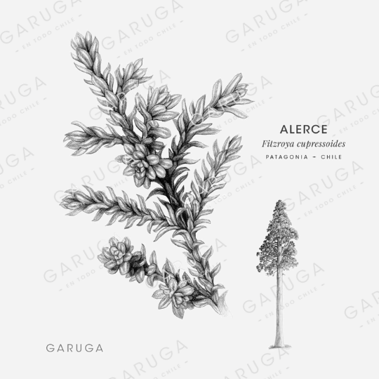ALERCE