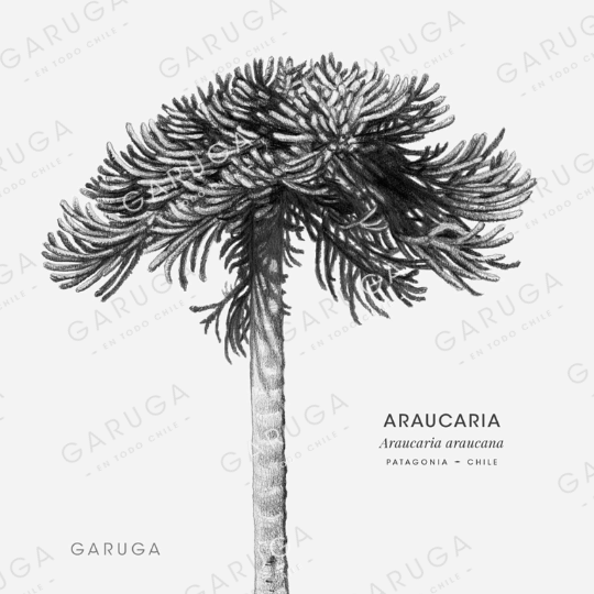 ARAUCARIA