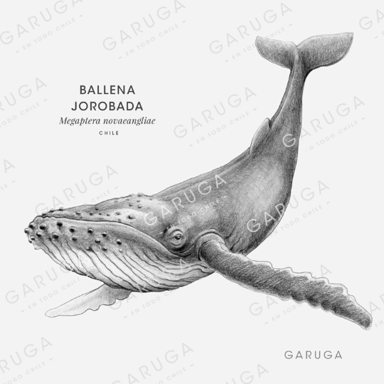 BALLENA JOROBADA