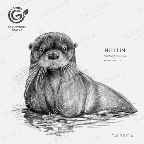 HUILLÍN