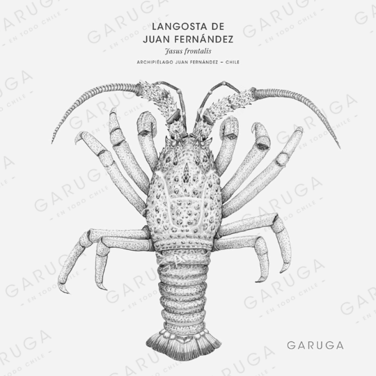 LANGOSTA DE JUAN FERNÁNDEZ
