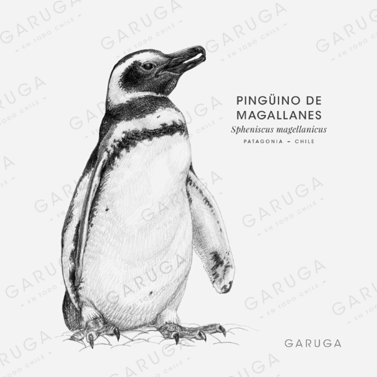 PINGÜINO DE MAGALLANES