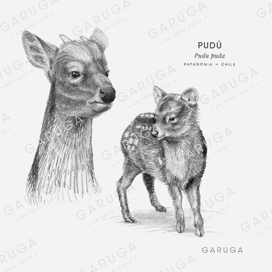 PUDÚ
