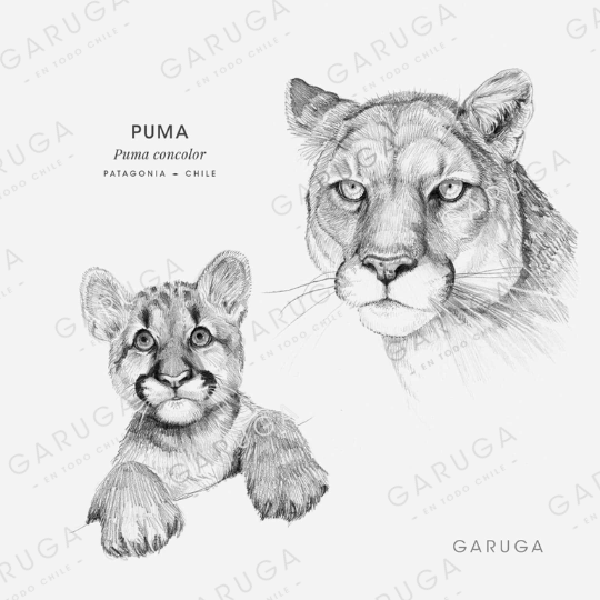 PUMA
