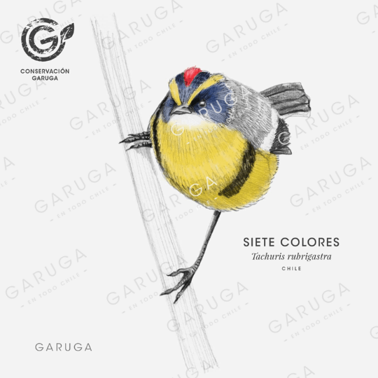 SIETE COLORES