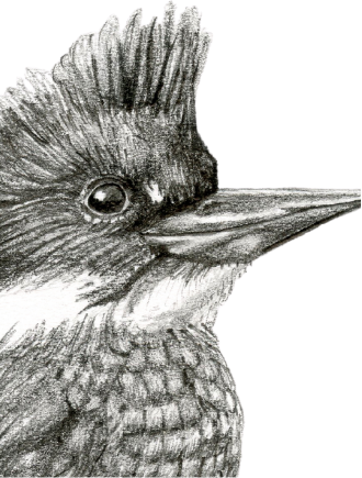 Aves