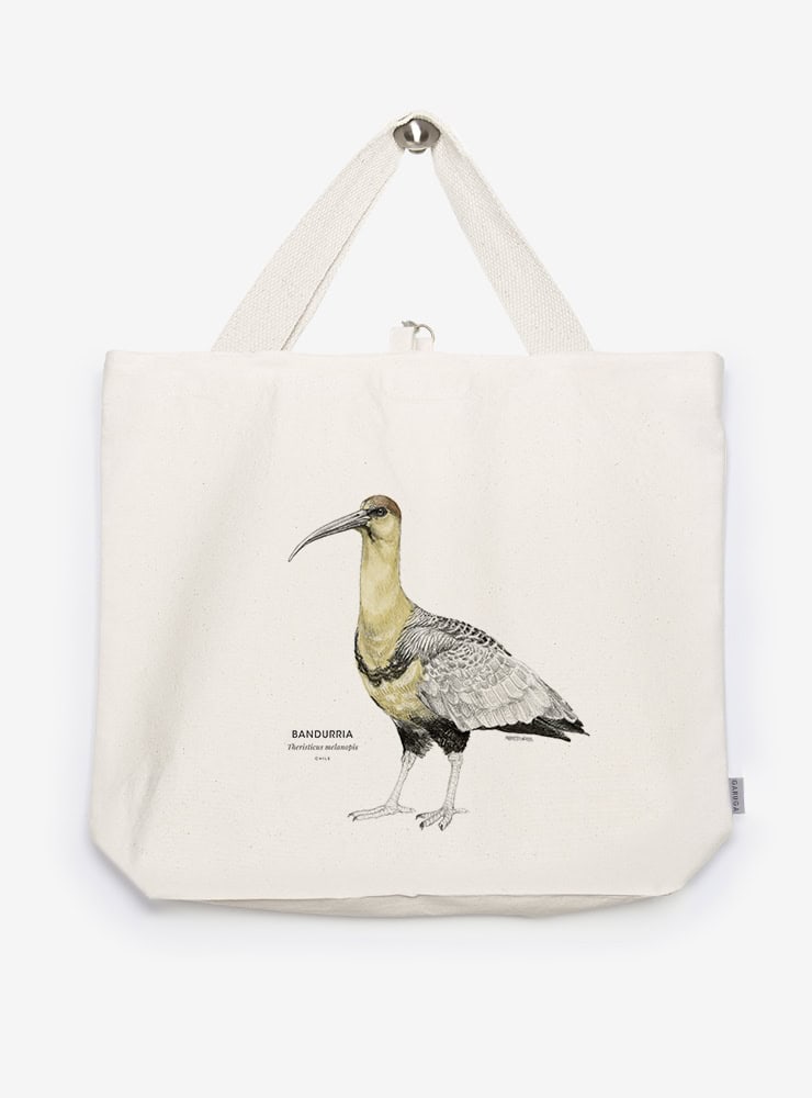 bolso XL reutilizable diseño bandurria Chile
bolso compras fauna flora chilena alternativa plástico
regalo bolso XL bandurria Chile
bolso XL tela ilustración bandurria Chile
bolso compras ecológico fauna Chile