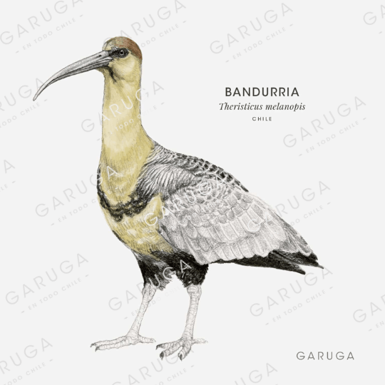 BANDURRIA