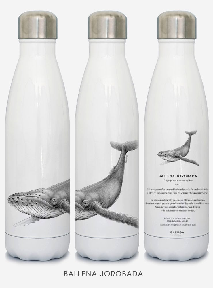 botella térmica 500ml diseño ballena jorobada Chile
botella reutilizable libre BPA fauna Chile
regalo botella térmica ballena jorobada Chile
botella térmica vuelta a clases ballena jorobada Chile
botella ecológica reutilizable fauna flora chilena