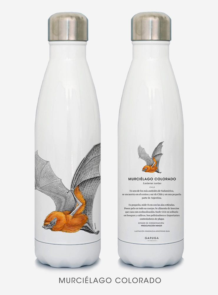 botella térmica 500ml diseño murciélago colorado Chile
botella reutilizable libre BPA fauna Chile
regalo botella térmica murciélago colorado Chile
botella térmica vuelta a clases murciélago colorado Chile
botella ecológica reutilizable fauna flora chilena