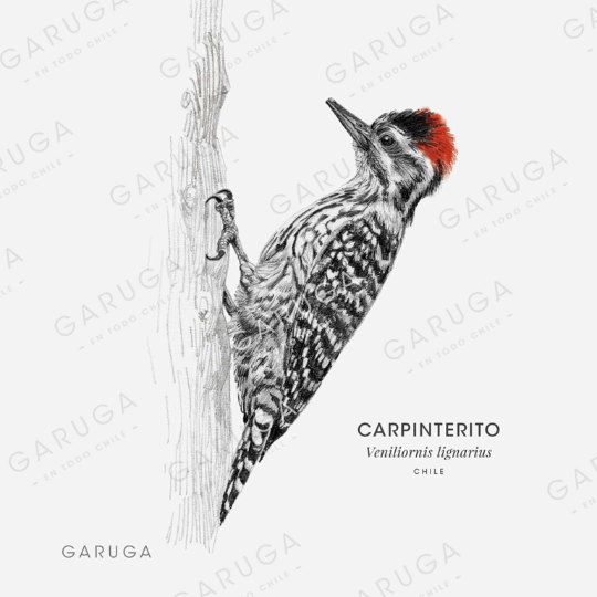 CARPINTERITO