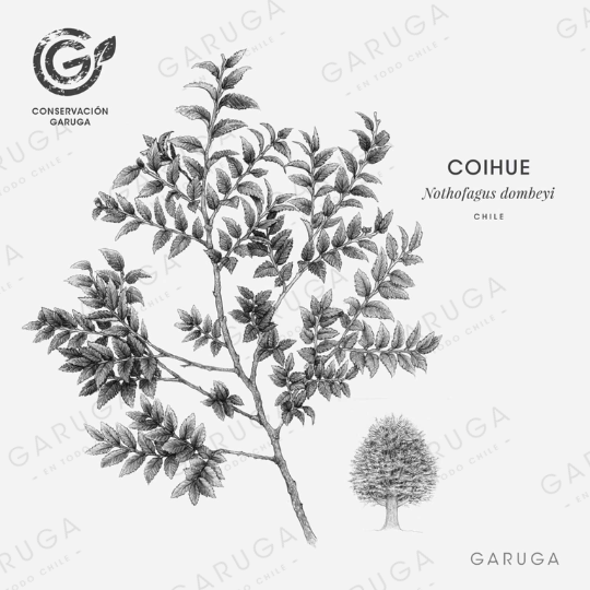 COIHUE