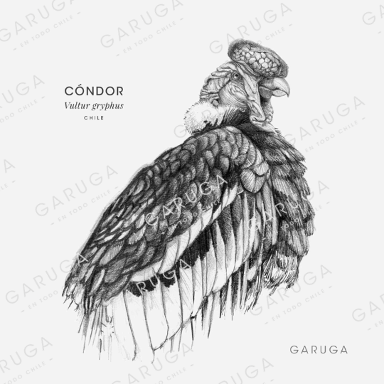 CÓNDOR