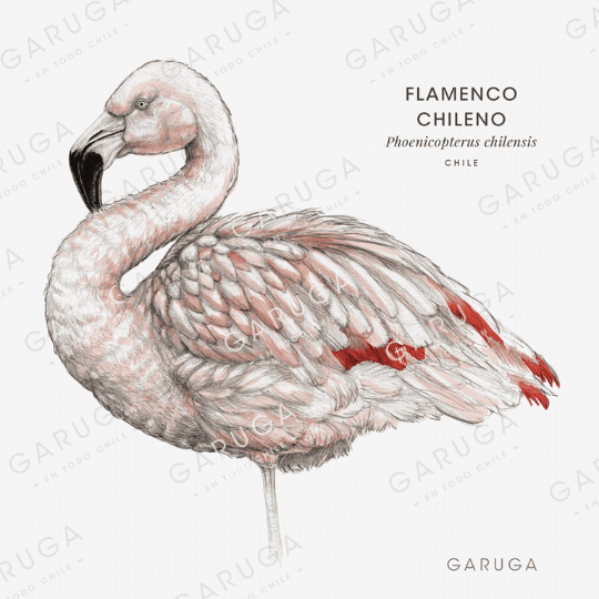 FLAMENCO CHILENO