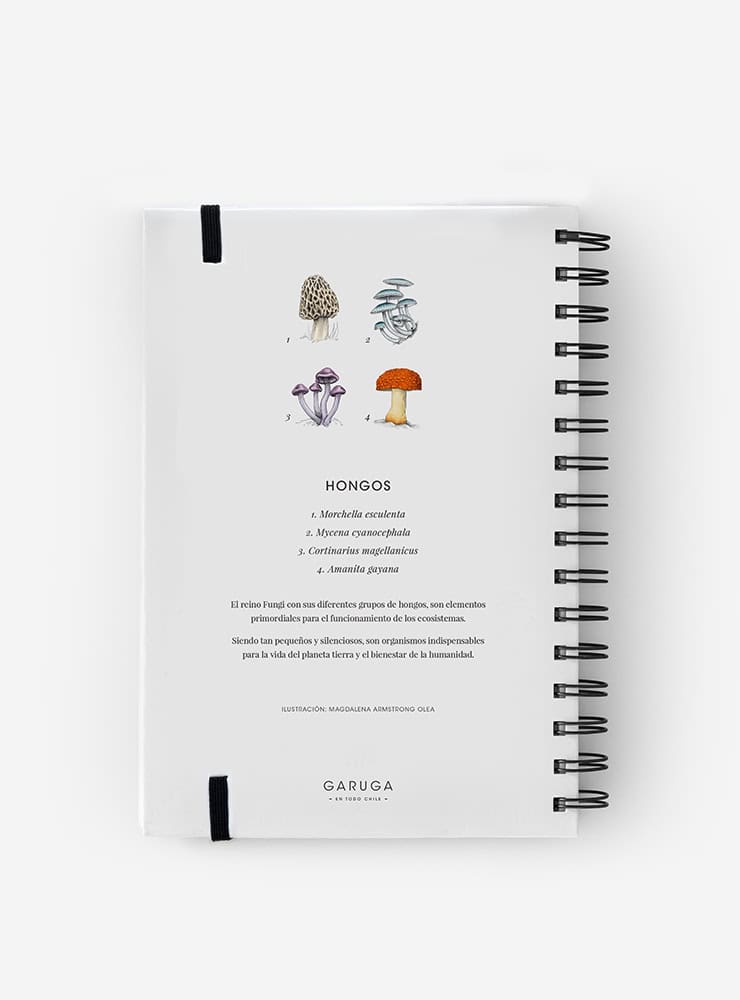 cuaderno diseño hongos de chile Chile vuelta clases
cuaderno escolar ilustración hongos de chile fauna Chile
regalo cuaderno hongos de chile fauna chilena
cuaderno 100 páginas hongos de chile Chile
cuaderno escolar fauna flora nativa Chile