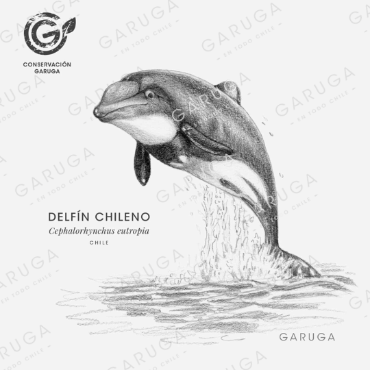 DELFÍN CHILENO