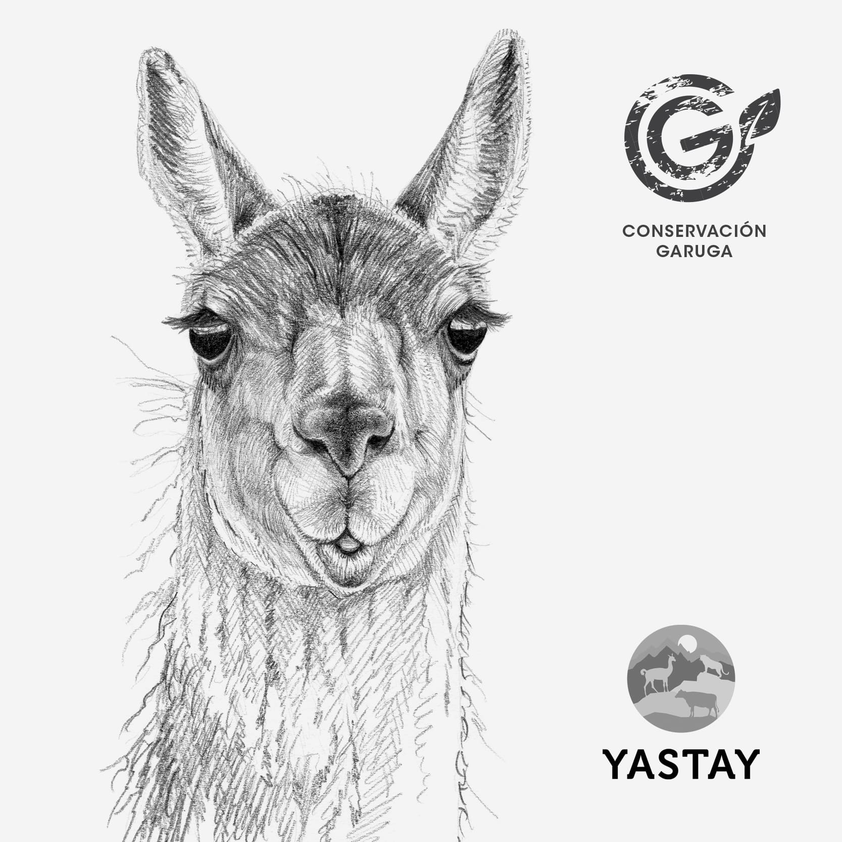 tazón cerámica diseño guanaco Patagonia Chile 330ml
regalo con guanaco camélido silvestre Chile
tazón apto microondas lavavajillas guanaco Chile
regalo Día del Padre tazón guanaco Chile conservación
tazón fauna patagónica Chile impacto social