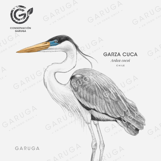 GARZA CUCA