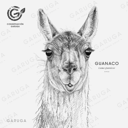 GUANACO