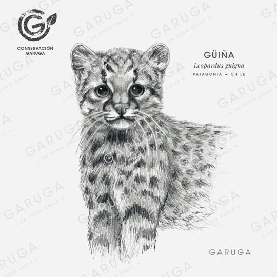 GUIÑA