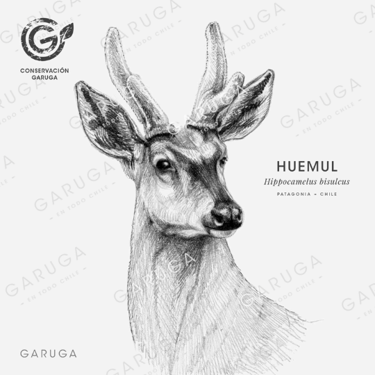 HUEMUL