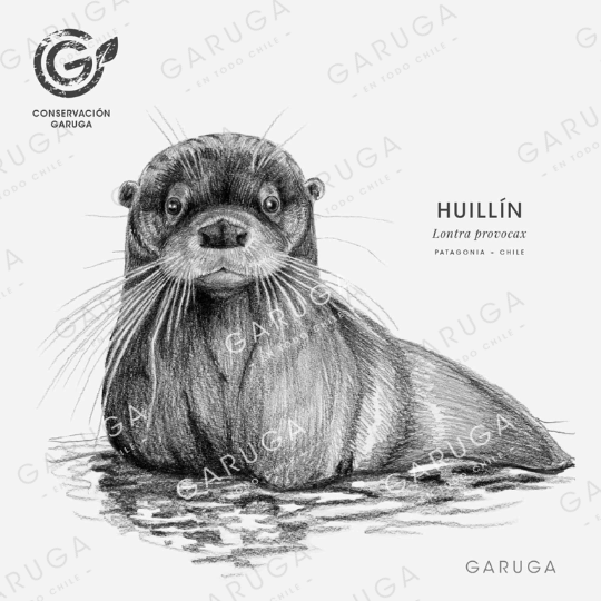 HUILLÍN