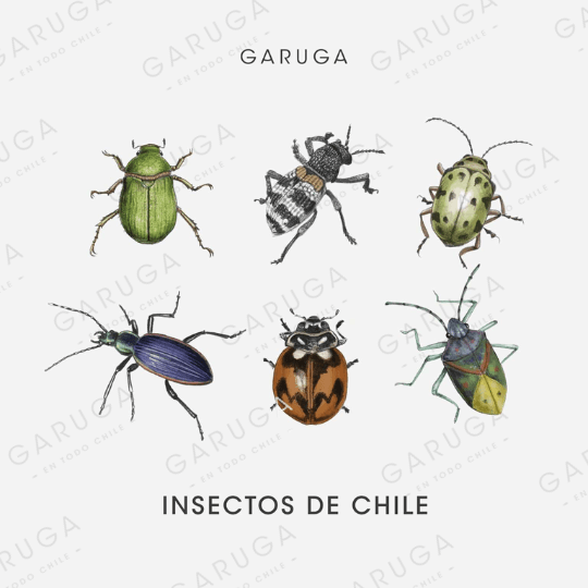 INSECTOS DE CHILE