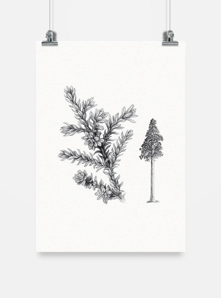 lámina para enmarcar diseño alerce Chile
decoración hogar con ilustración alerce árbol milenario Chile
lámina firmada ilustradora alerce Chile
regalo lámina alerce bosque nativo Chile hogar
lámina arte árbol milenario en peligro Chile