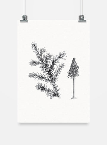 lámina para enmarcar diseño alerce Chile
decoración hogar con ilustración alerce árbol milenario Chile
lámina firmada ilustradora alerce Chile
regalo lámina alerce bosque nativo Chile hogar
lámina arte árbol milenario en peligro Chile