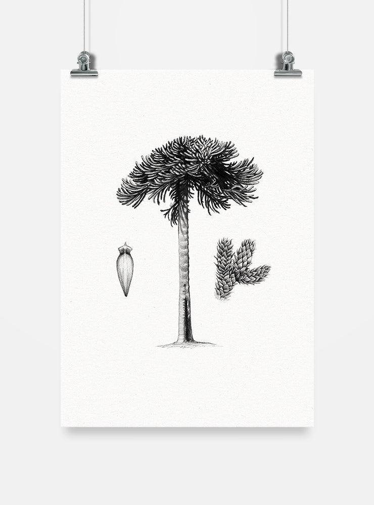 lámina para enmarcar diseño araucaria Chile
decoración hogar con ilustración araucaria pehuén Chile
lámina firmada ilustradora araucaria Chile
regalo lámina araucaria flora nativa Chile hogar
lámina arte árbol monumento natural Chile