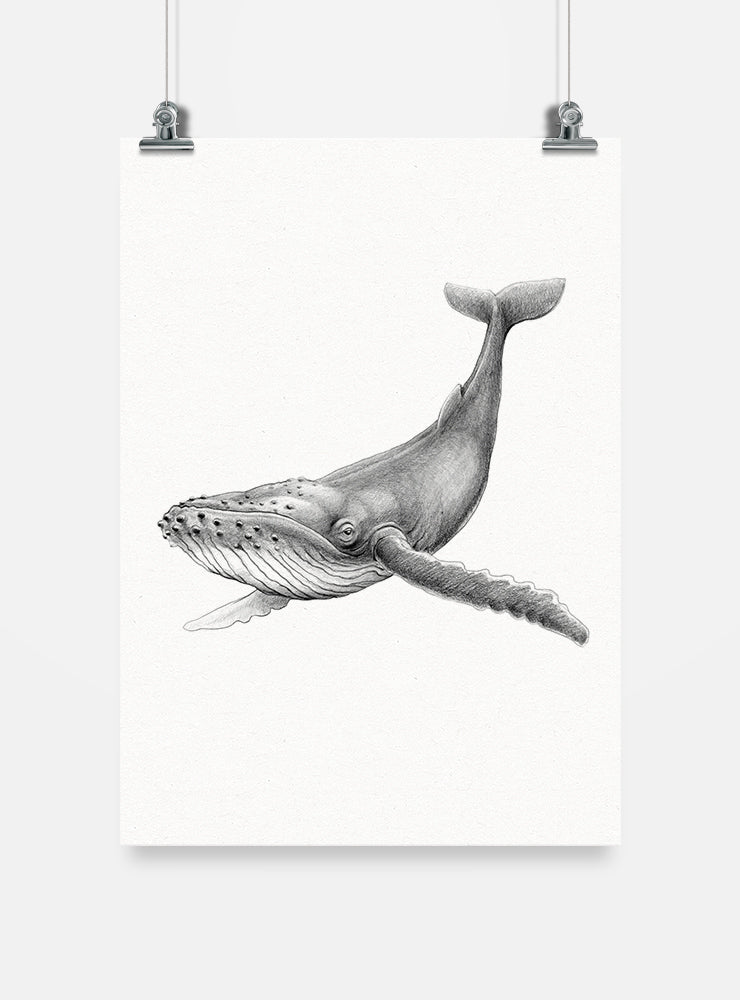 Aros Ballena Jorobada