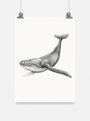 lámina para enmarcar diseño ballena jorobada Chile
decoración hogar con ilustración ballena jorobada Chile
lámina firmada ilustradora ballena jorobada Chile
regalo lámina ballena jorobada fauna marina Chile hogar
lámina arte cetáceo majestuoso costas Chile