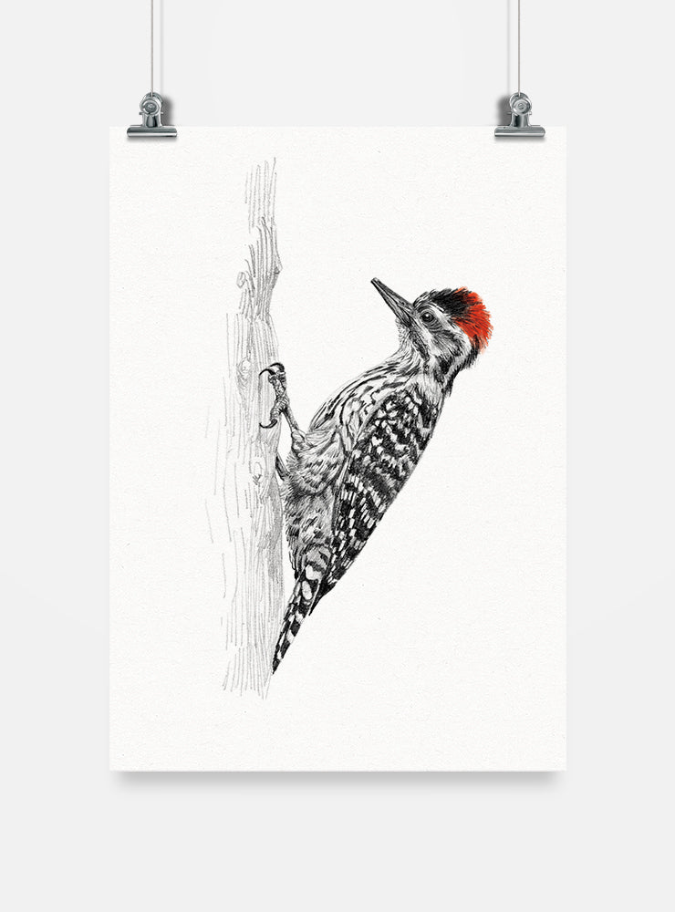 lámina para enmarcar diseño carpinterito Chile
decoración hogar con ilustración carpinterito Chile
lámina firmada ilustradora carpinterito Chile
regalo lámina carpinterito ave endémica Chile hogar
lámina arte pájaro carpintero más pequeño Chile