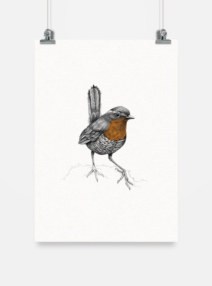lámina para enmarcar diseño chucao Chile
decoración hogar con ilustración chucao bosque valdiviano Chile
lámina firmada ilustradora chucao Chile
regalo lámina chucao ave folklore chileno hogar
lámina arte ave endémica sur Chile