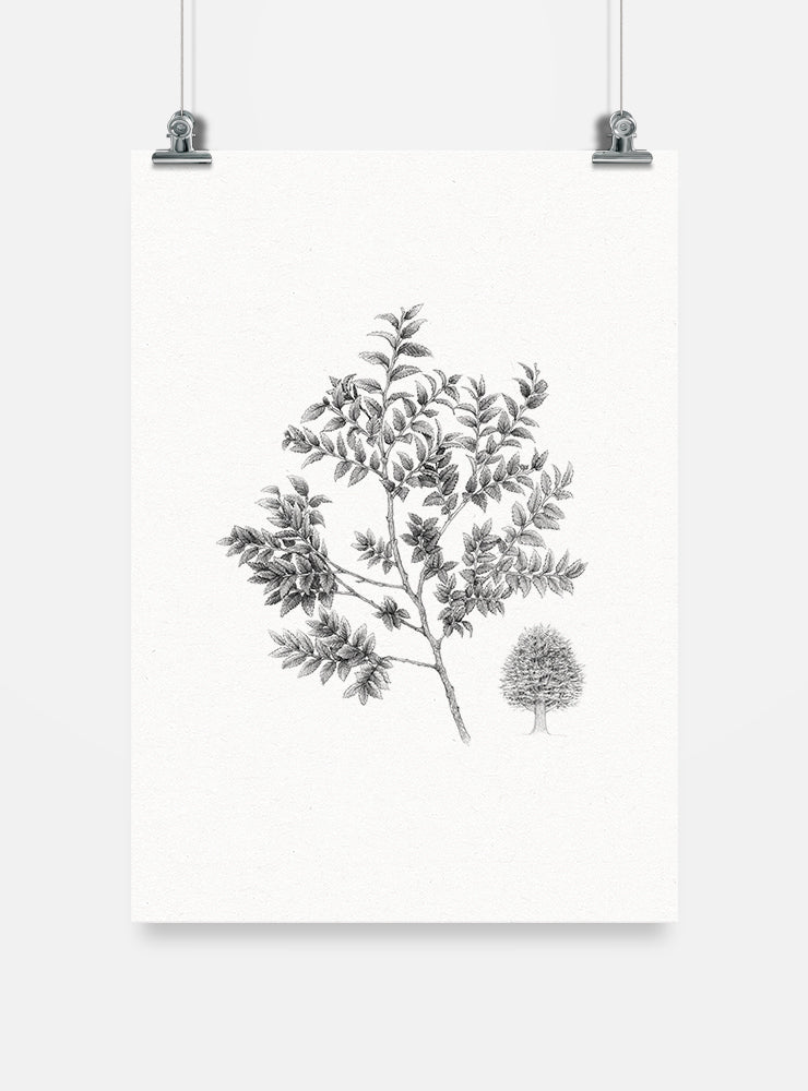 lámina para enmarcar diseño coihue Chile
decoración hogar con ilustración coihue bosque sur Chile
lámina firmada ilustradora coihue Chile
regalo lámina coihue árbol nativo Chile hogar
lámina arte flora bosque valdiviano Chile