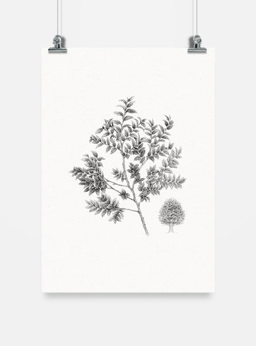 lámina para enmarcar diseño coihue Chile
decoración hogar con ilustración coihue bosque sur Chile
lámina firmada ilustradora coihue Chile
regalo lámina coihue árbol nativo Chile hogar
lámina arte flora bosque valdiviano Chile