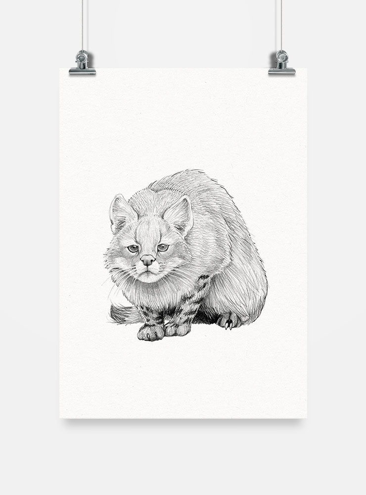 lámina para enmarcar diseño gato colo colo Chile
decoración hogar con ilustración felino silvestre Chile
lámina firmada ilustradora gato colo colo Chile
regalo lámina gato colo colo fauna silvestre Chile hogar
lámina arte felino nativo Chile