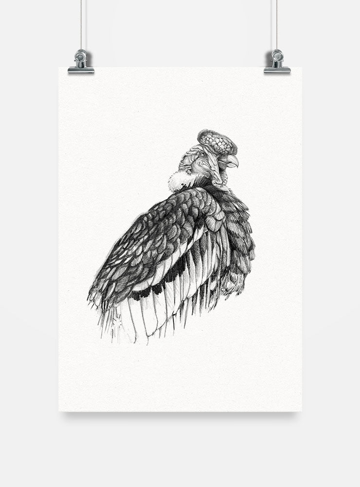lámina para enmarcar diseño cóndor andino Chile
decoración hogar con ilustración cóndor símbolo nacional Chile
lámina firmada ilustradora cóndor Chile
regalo lámina cóndor ave más grande mundo Chile hogar
lámina arte cóndor andino símbolo Chile