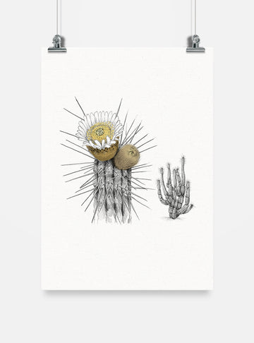 lámina para enmarcar diseño copao de Iquique Chile
decoración hogar con ilustración copao cactus norte Chile
lámina firmada ilustradora copao Iquique Chile
regalo lámina copao Iquique flora endémica Chile hogar
lámina arte cactus endémico norte Chile