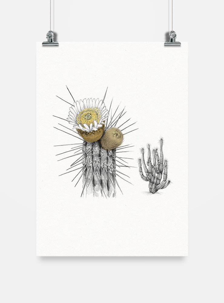 lámina para enmarcar diseño copao de Iquique Chile
decoración hogar con ilustración copao cactus norte Chile
lámina firmada ilustradora copao Iquique Chile
regalo lámina copao Iquique flora endémica Chile hogar
lámina arte cactus endémico norte Chile