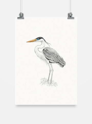 lámina para enmarcar diseño garza cuca Chile
decoración hogar con ilustración garza cuca Sudamérica
lámina firmada ilustradora garza cuca Chile
regalo lámina garza cuca fauna Chile hogar
lámina arte ave zancuda más grande Chile