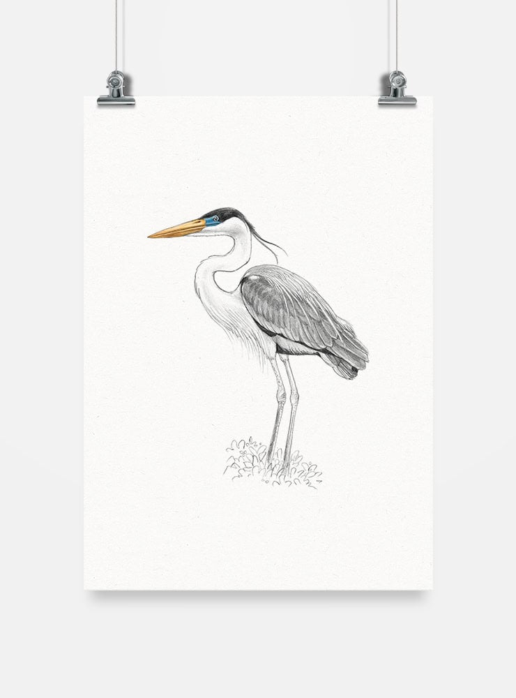 lámina para enmarcar diseño garza cuca Chile
decoración hogar con ilustración garza cuca Sudamérica
lámina firmada ilustradora garza cuca Chile
regalo lámina garza cuca fauna Chile hogar
lámina arte ave zancuda más grande Chile